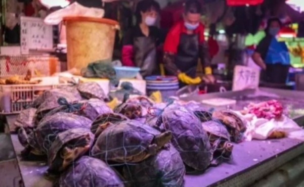 ووهان الصينية: اكتشاف بكتيريا مسببة للكوليرا بسلاحف في سوق للأغذية