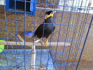 Mynah's are very popular aviary birds in Cambodia.