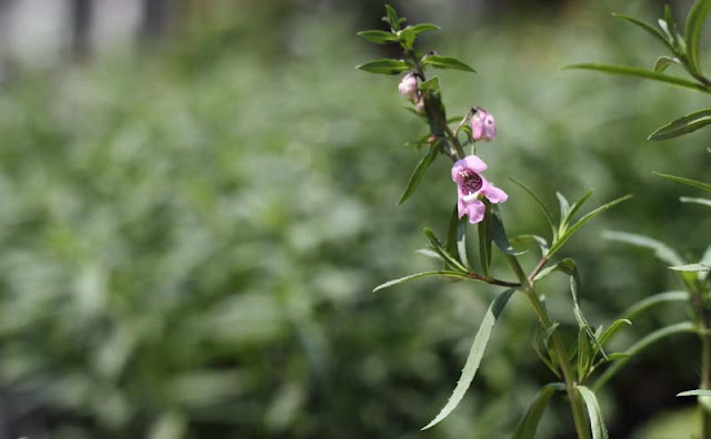 Angelonia Flowers Pictures