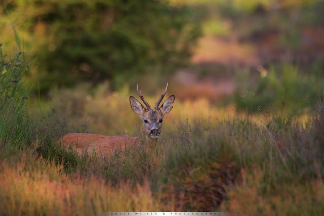 Reebok op de Hei - Roe buck in Heathland - Capreolus capreolus