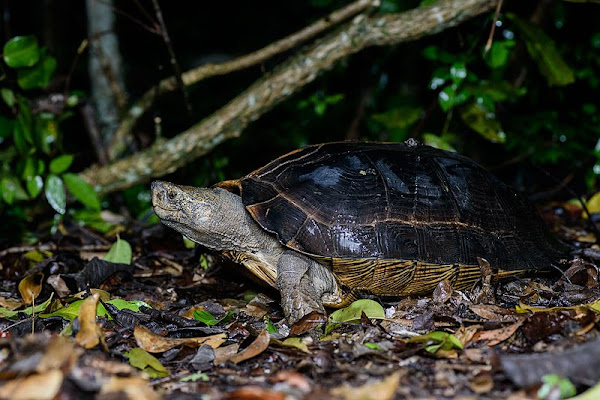 Heosemys grandis, Giant Asian Pond Turtle, เต่าหวาย