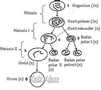 Keterangan diagram oogenesis