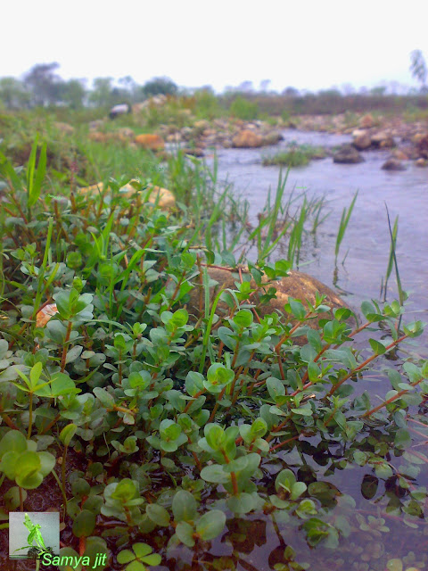 Rotala rotundifolia emerged  