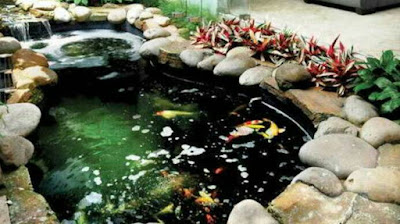 Desain kolam ikan minimalis di lahan sempit, foto kolam ikan terbaik