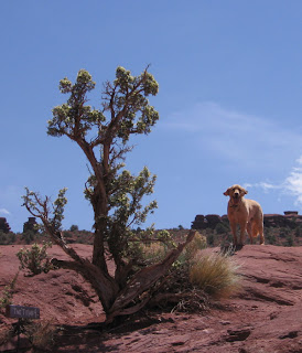 Scout's ears flying in the wind - Note his summer puppy cut and the Titan sign