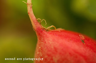 texture, produce, fruits, vegetables, virginia photographer, food photography, project 52, 100mm f/2.8 Macro, canon, 