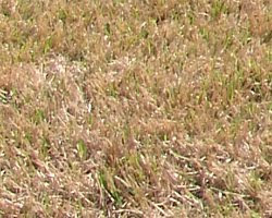 Ochre waves of grain