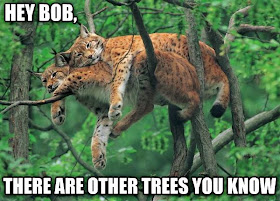 30 Funny animal captions - part 18 (30 pics), funny bobcat pics
