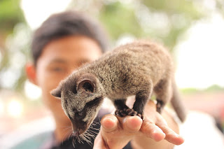 MUSANG PANDAN JAMBI