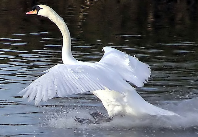 White swan on lake