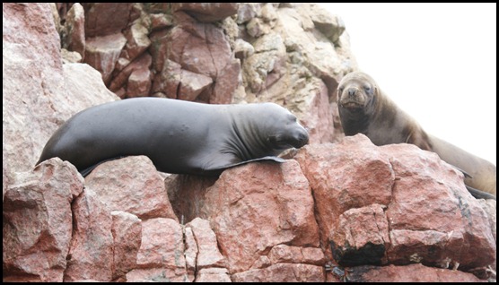 1. Leon Marino, Islas Ballestas - Viaje a Perú