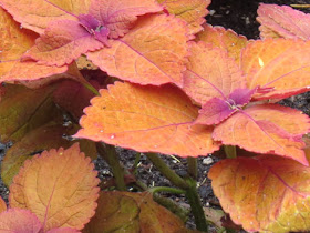 salmon coleus