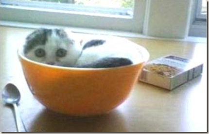 kucing-dapat-tidur-dimana-saja19