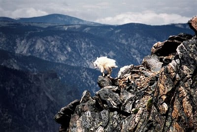 North America - mountain goats picture
