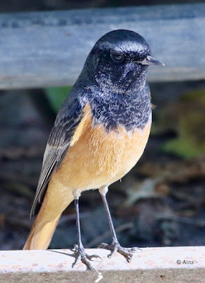 Black Redstart