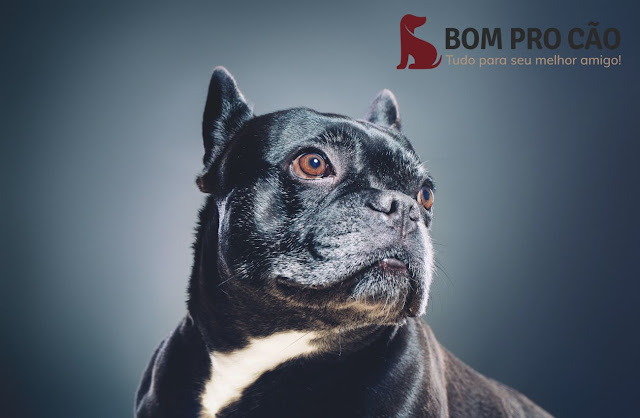 80 legendas perfeitas para fotos de cães: de fofas a engraçadas