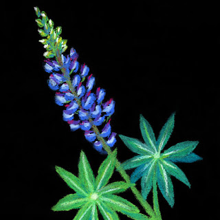 Blue lupine soft pastel drawing