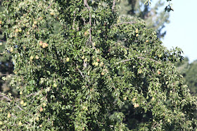 our last remaining pear tree, with fruit