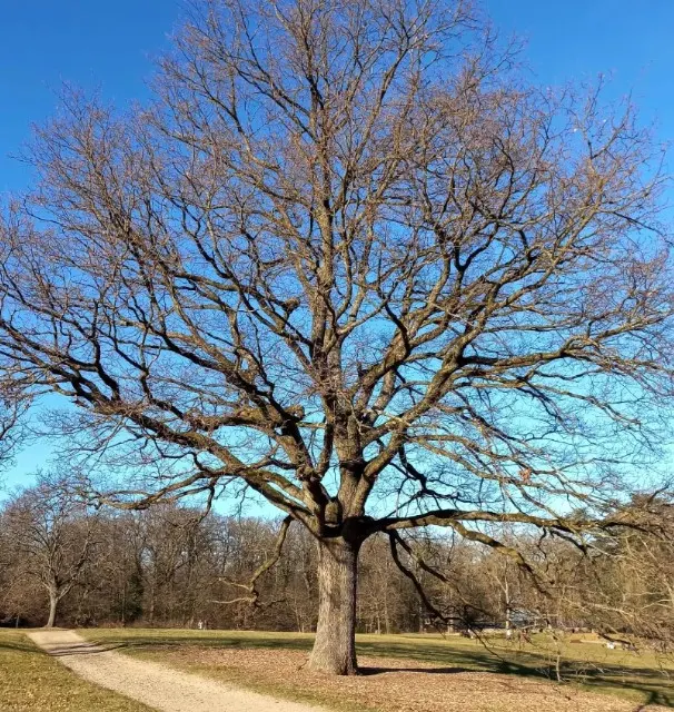 parc lacroix laval