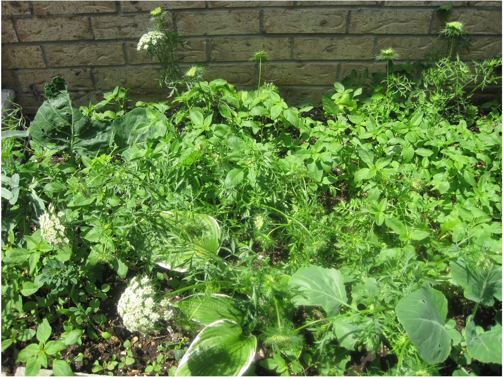 http://ajanthacake-ensuganthaillam.blogspot.ca/2014/07/growing-carrots-in-our-garden.html