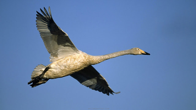 Flying Swan Bird Wallpaper