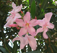 Pink Oleander