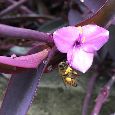 bee, beekeeping, bloom, foraging, purple-heart, spiderwort, 