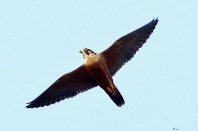 Peregrine Falcon (Shaheen)