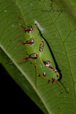 Caterpillar of Southern Rustic Butterfly