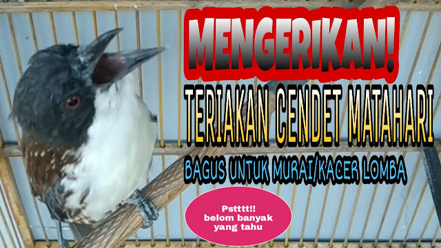 Kicau Cendet Matahari