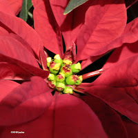 poinsettia