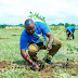 TIGO WAPANDA MITI MOSHI , KAMPENI YA TIGO GREEN FOR KILI