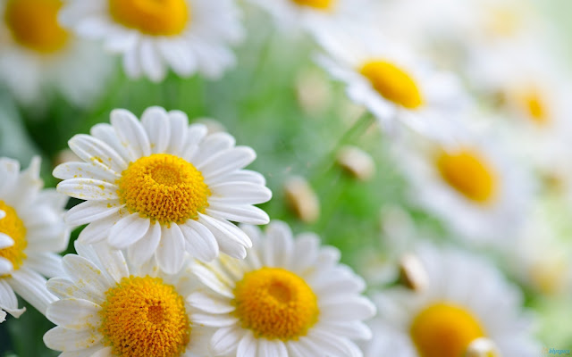 Daisy Flower HD Wallpapers Free Download