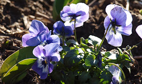 En let og billig måde at få blomster i haven i marts