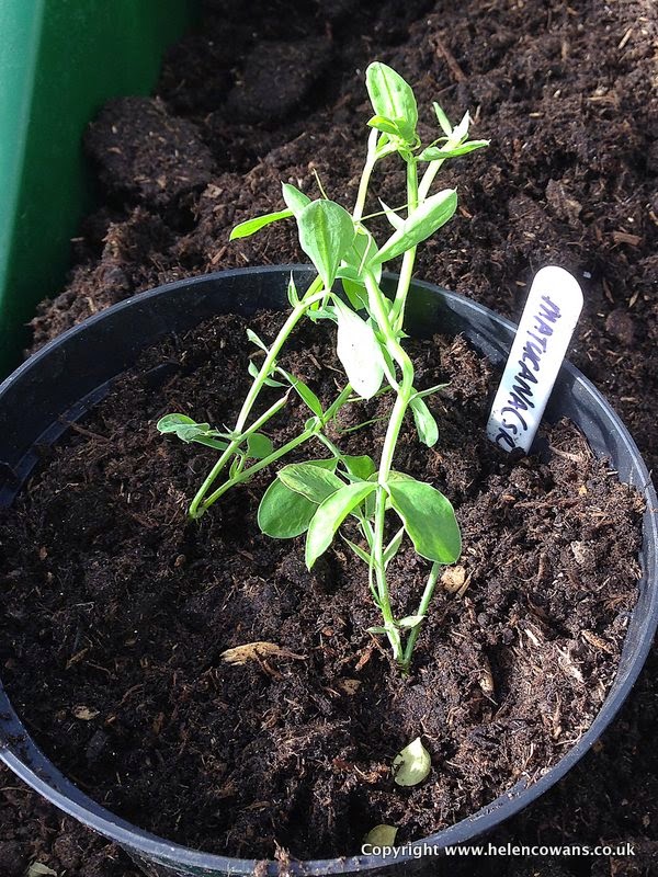 2 Sweetpeas in pot