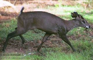 ciervo moñudo Elaphodus cephalophus