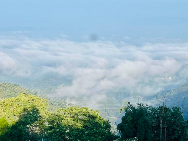 南投竹山八卦茶園枝垂櫻花隧道花香伴茶香，八卦迴音亭最佳觀景台