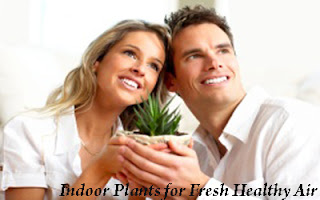 About Indoor House Plants for Fresh Healthy Air