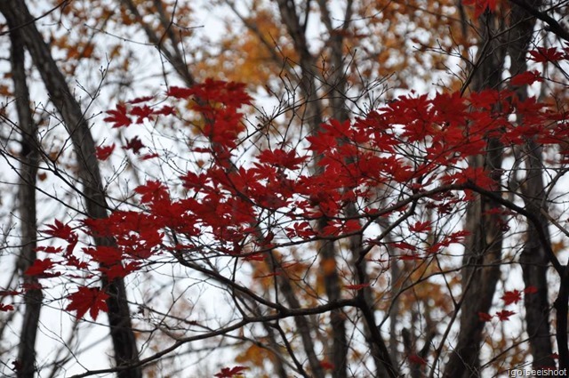 Autumn leaves along Biseondae Trail