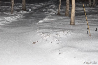 fresh snow