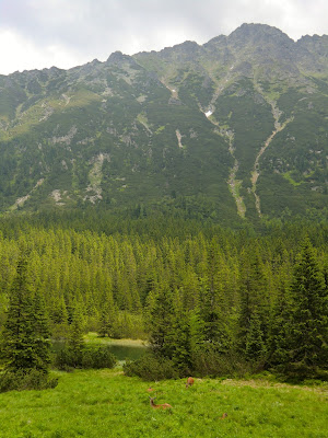 Fauna subiendo a Morskie Oko y Czarny Staw en Zakopane, Polonia