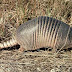 Armadillo