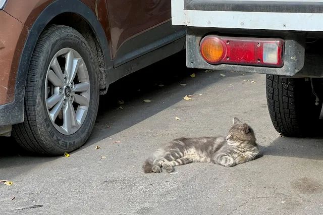 Химки, Пролетарская улица, дворы, кот