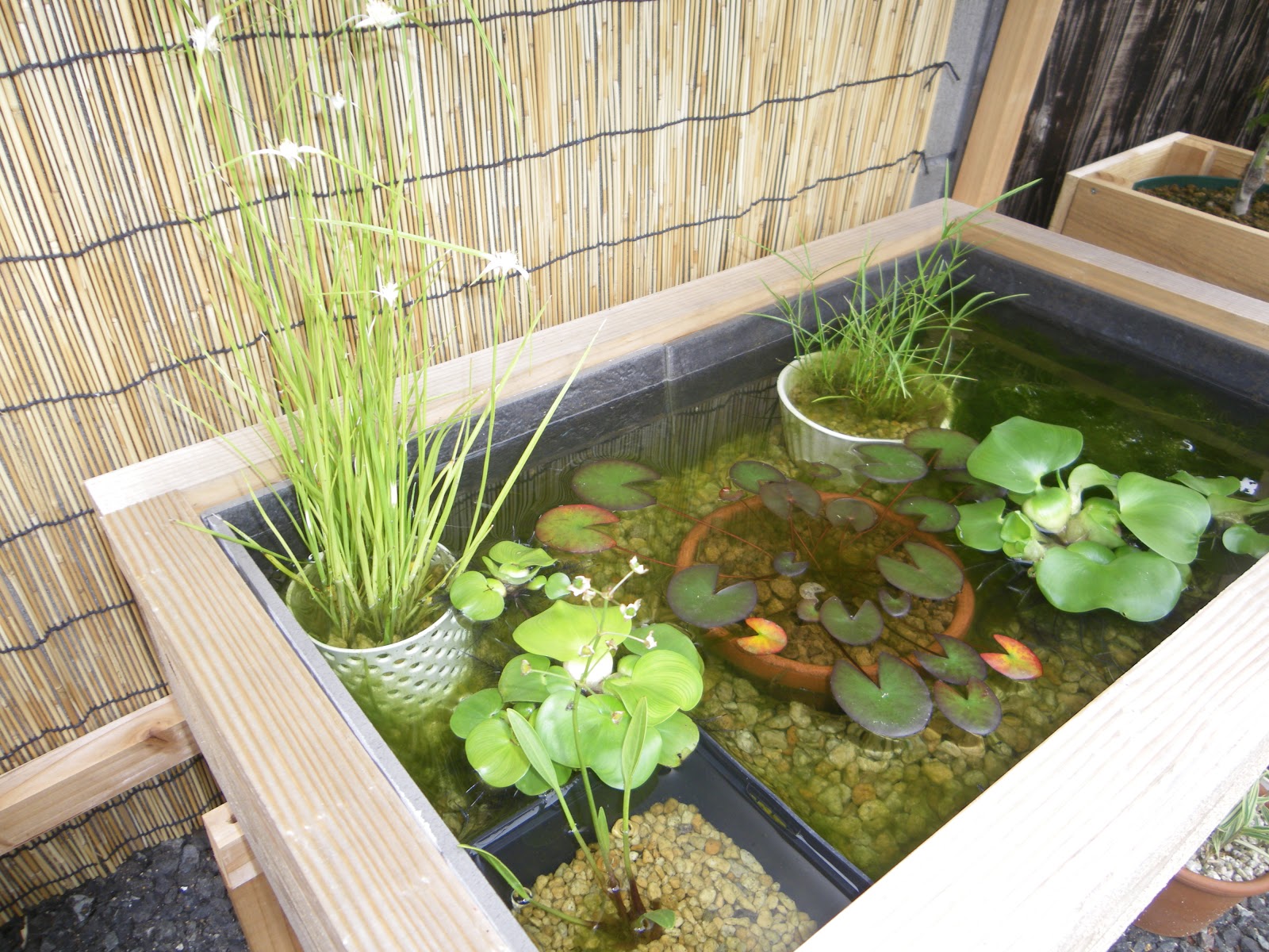 メダカ 水 換え 方法 メダカの水換えのコツ