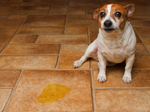 Long Island Dog Boarding: Solutions for a dog that pees in the house ...