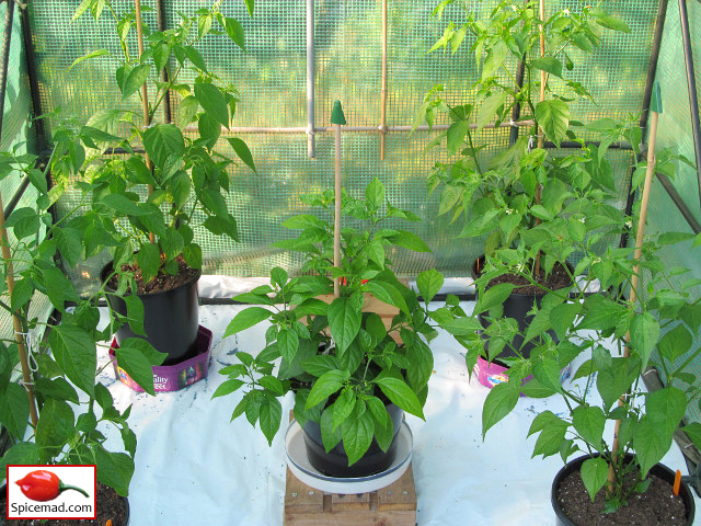 Chilli Plants in the Greenhouse - 26th June 2021