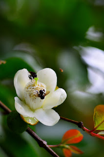 Costa Rica fruit tree flower