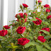 Paul Barden Roses I Grow