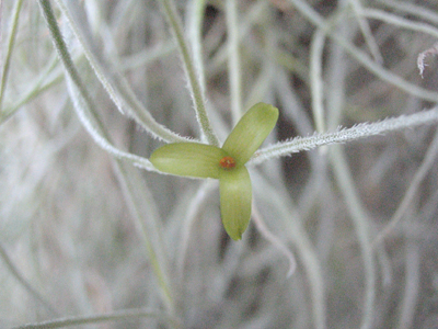 ウスネオイデス スパニッシュモス の花 Dendrobium Blog