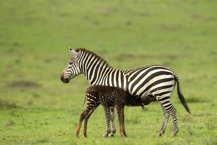 colorful zebras